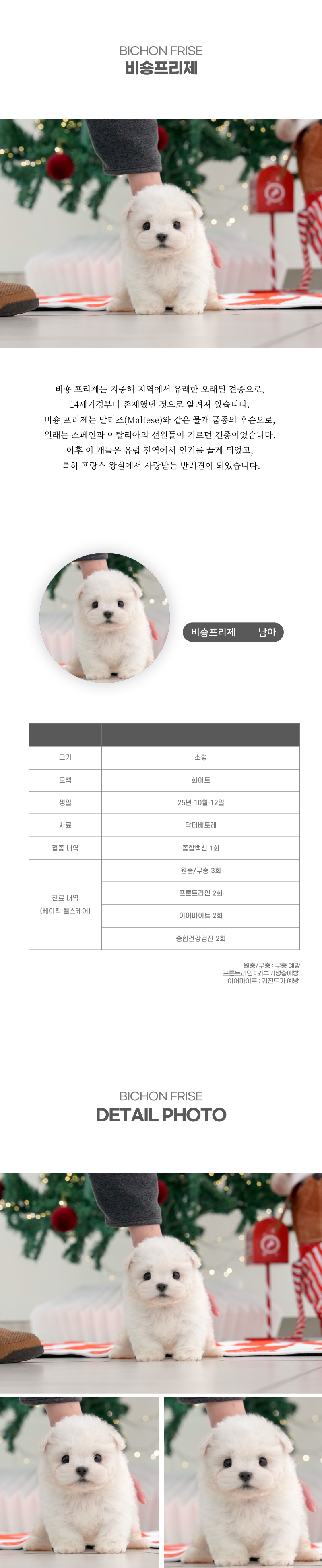 미니비숑_상세이미지_2